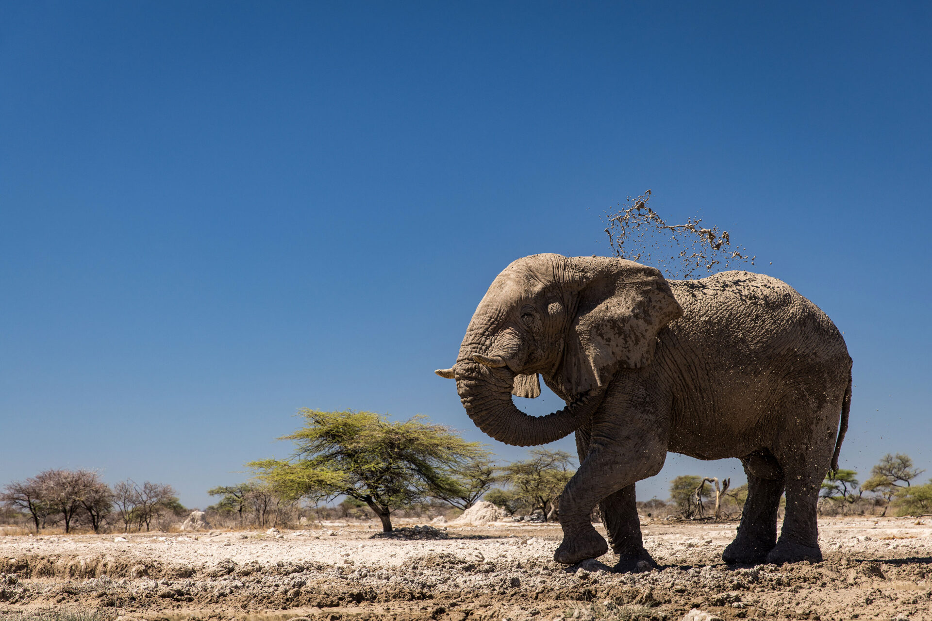 Bull elephant throwing mud in Etosha National Park, Namibia