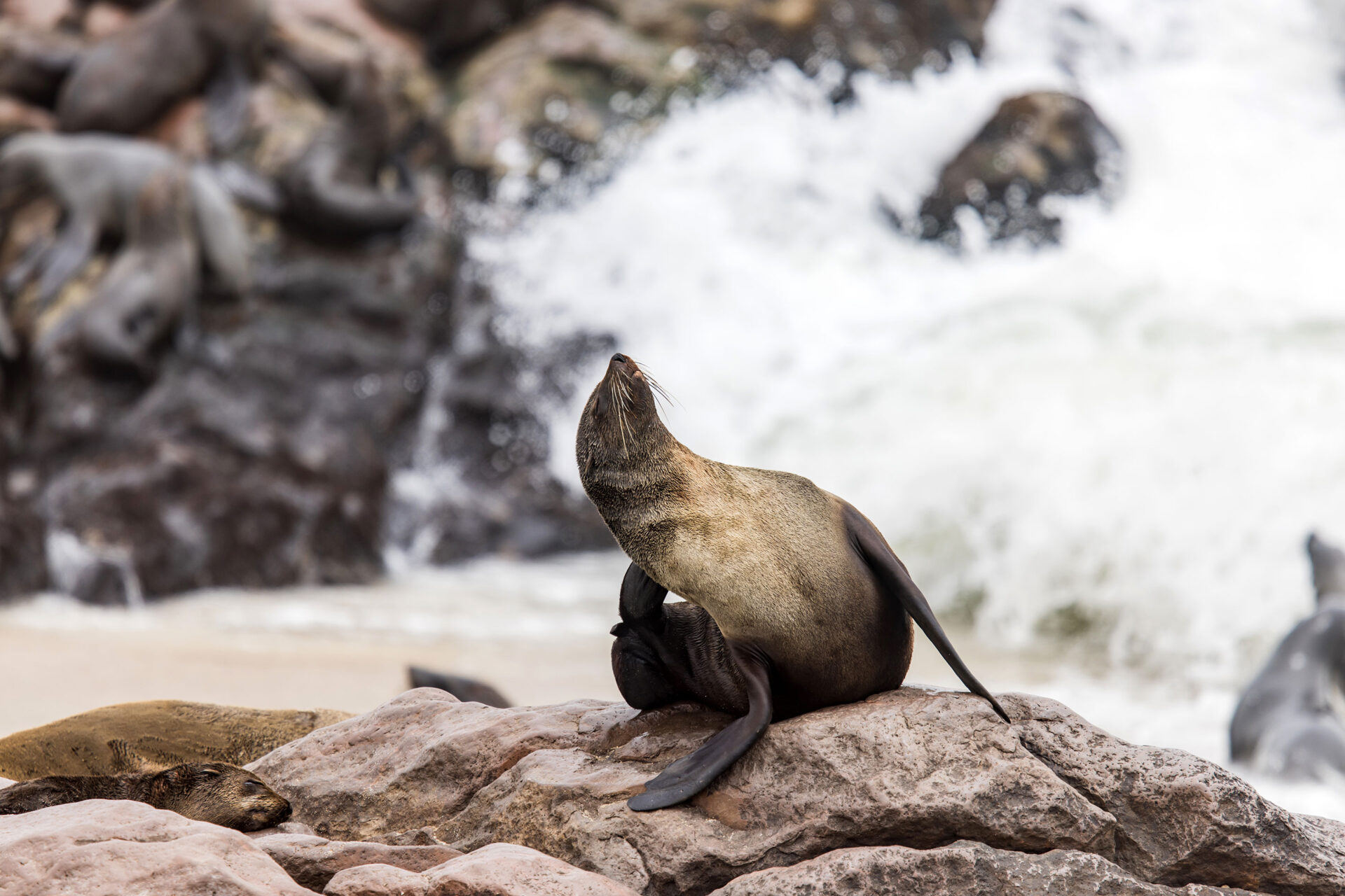 Cape fur seal on the beach at Cape Cross Seal Reserve, Namibia