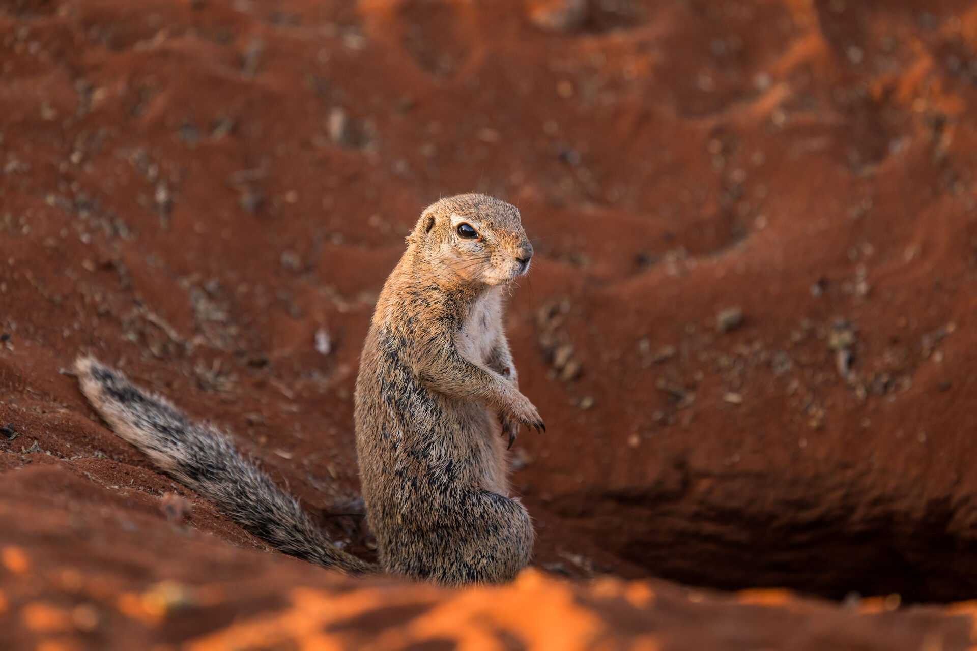 A cape ground squirrel in the red sand of the Kalahari Desert, Namibia