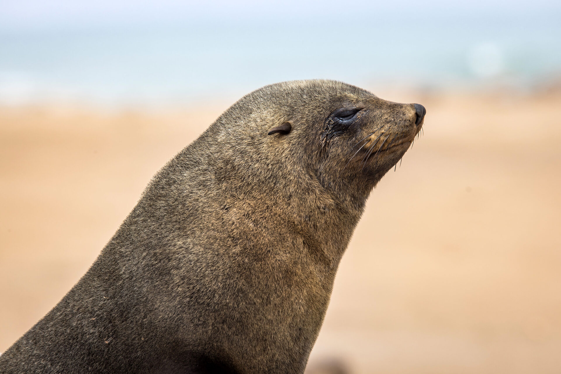 Close-up of a Cape Fur Seal in Namibia