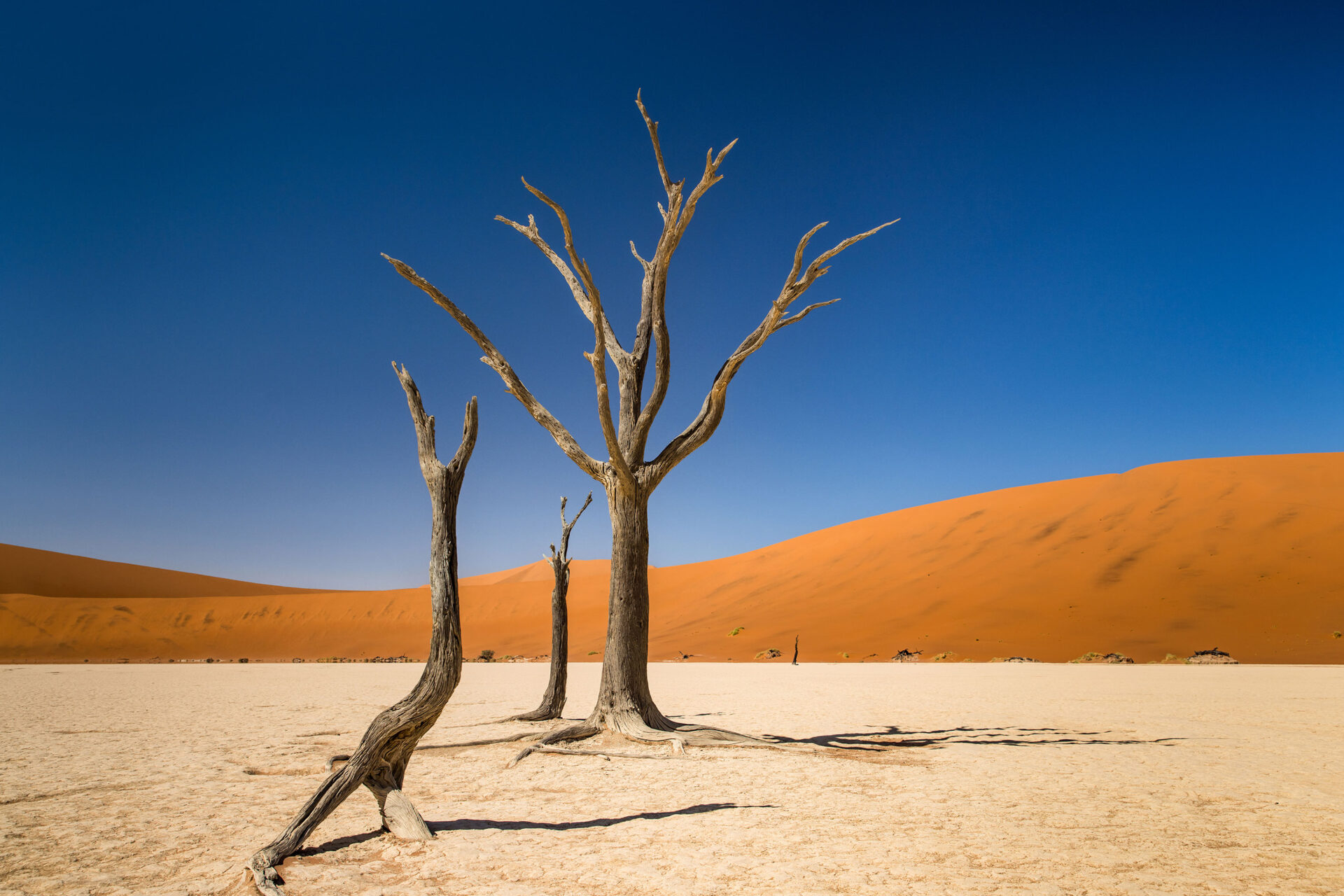 Petrified trees with a clear blue sky in Deadvlei, Namibia