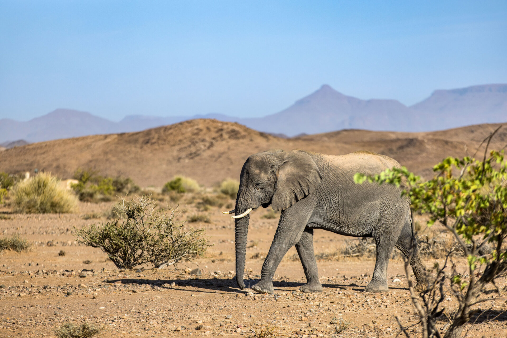 A desert elephant walking through the desert at Twyfelfontein, Namibia