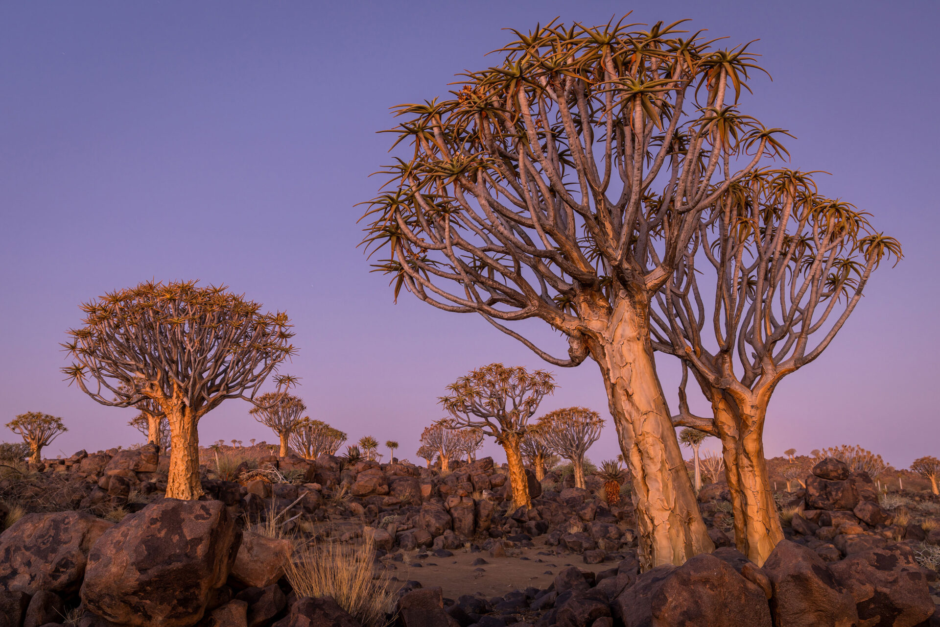Pink colored sky at the Quiver Tree forest in Namibia