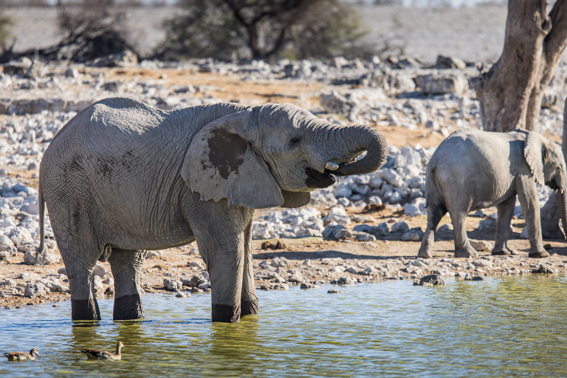 Elephant drinking water in Etosha National Park, Namibia