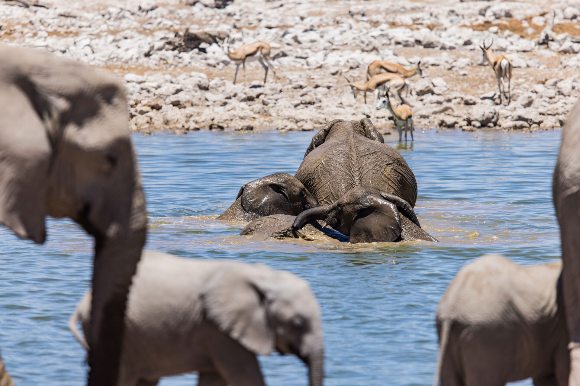 Elephants bathing at the Okaukuejo waterhole in Etosha National Park, Namibia
