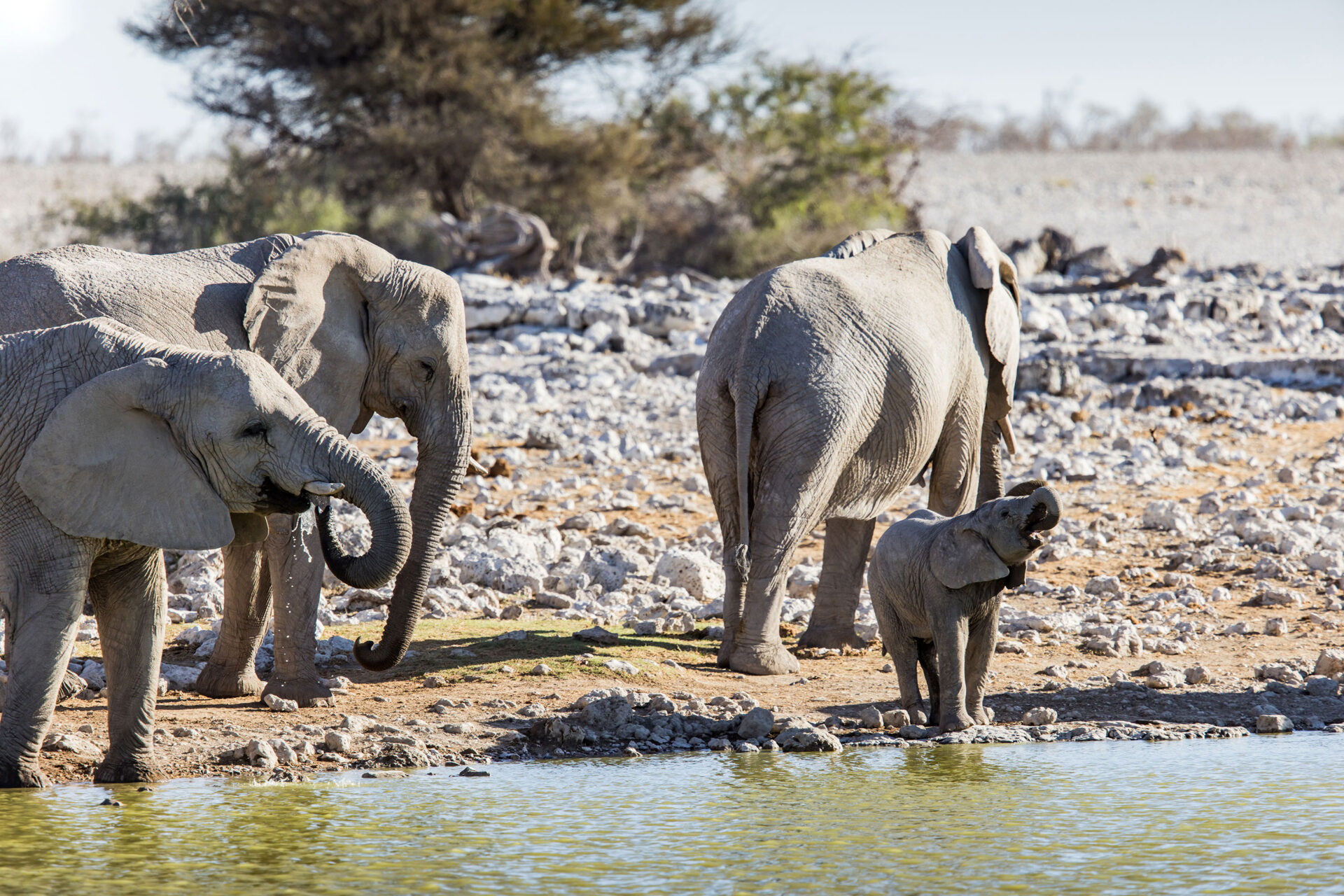 Baby elephant drinking water in Etosha National Park, Namibia at the Okaukuejo waterhole
