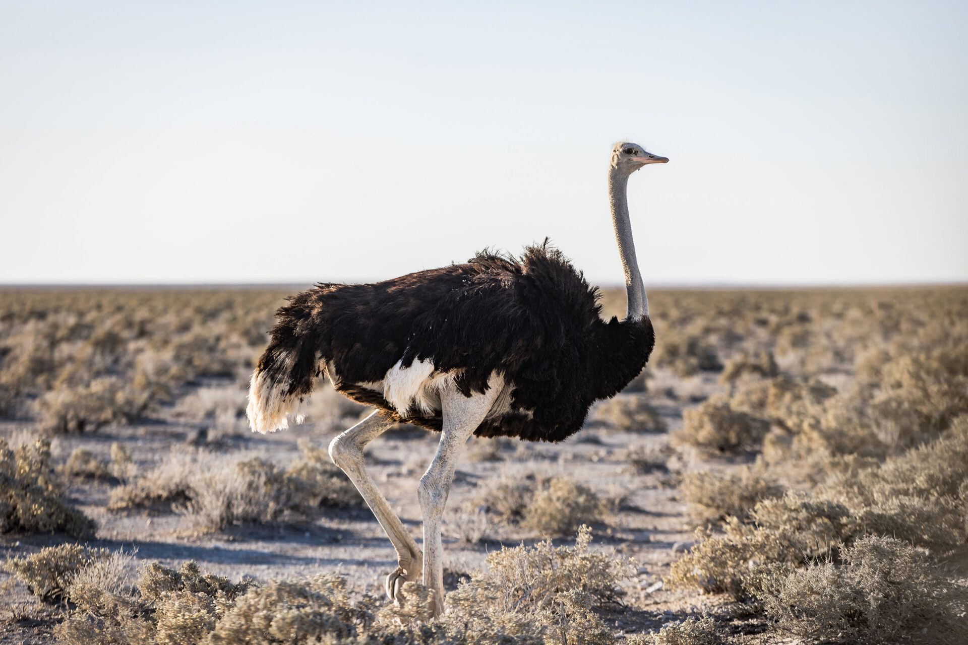 Ostrich walking through Etosha National Park, Namibia