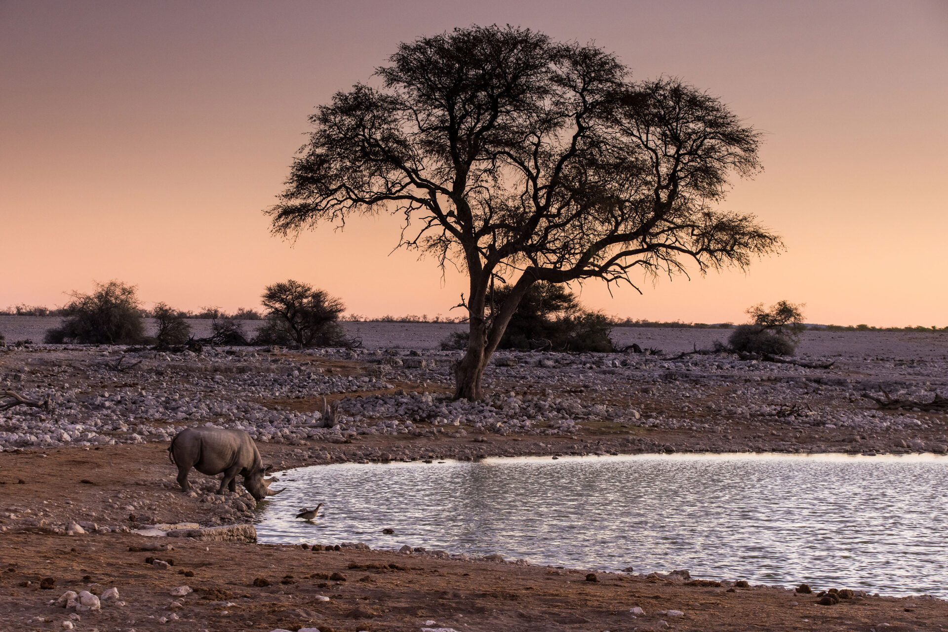 Black rhino at a waterhole in Etosha National Park, Namibia at sunset