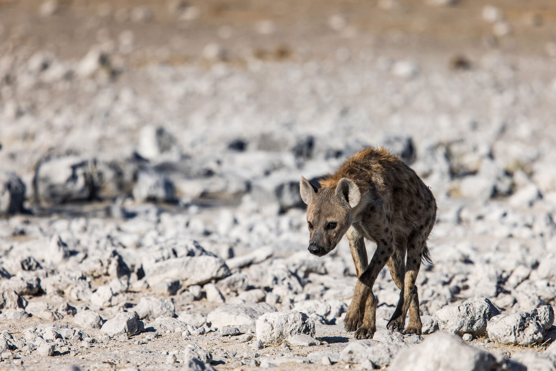 A spotted hyena near a waterhole in Etosha National Park, Namibia