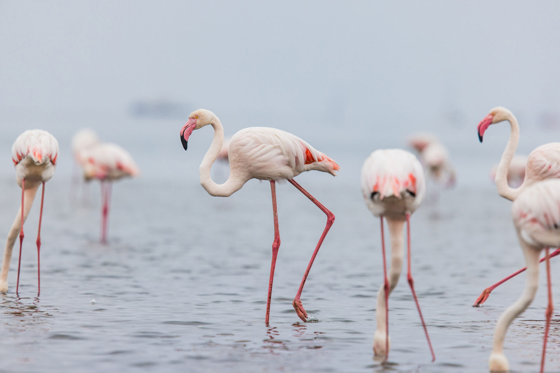 Flamingos in a lagoon at Walvis Bay, Namibia