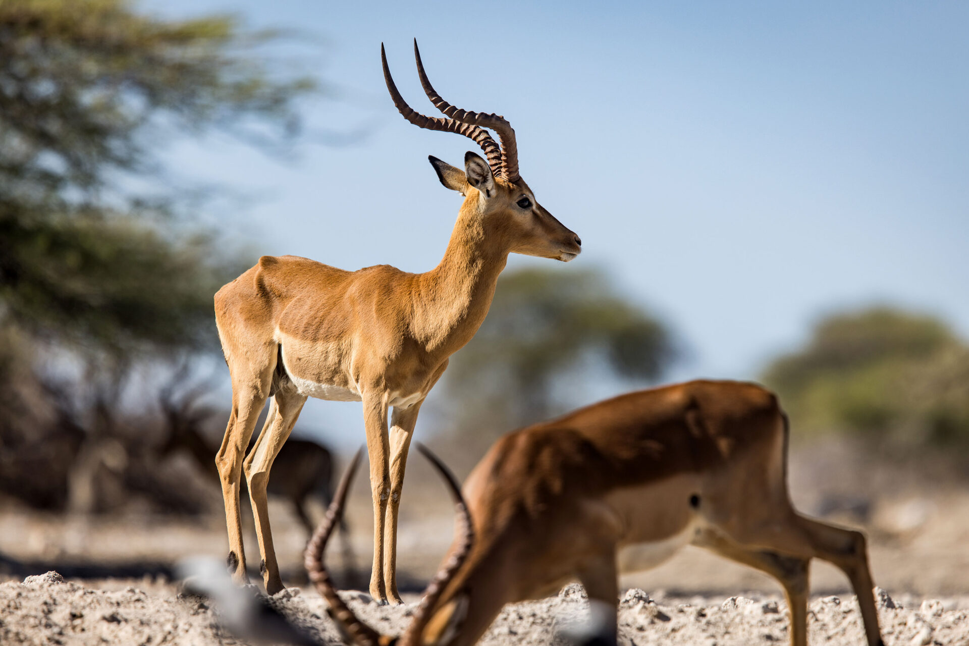 Impala at the Onkolo Hide in Onguma Private Reserve, Namibia