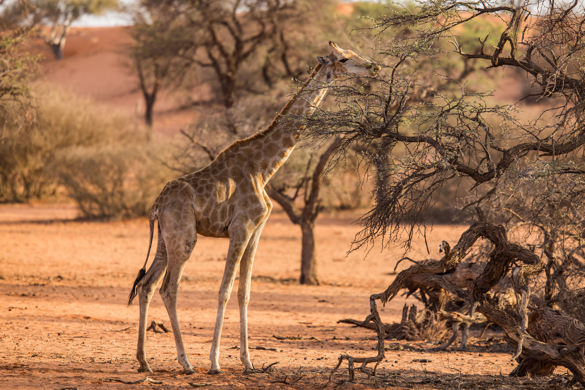 Giraffe eating leaves in the Kalahari Desert, Namibia