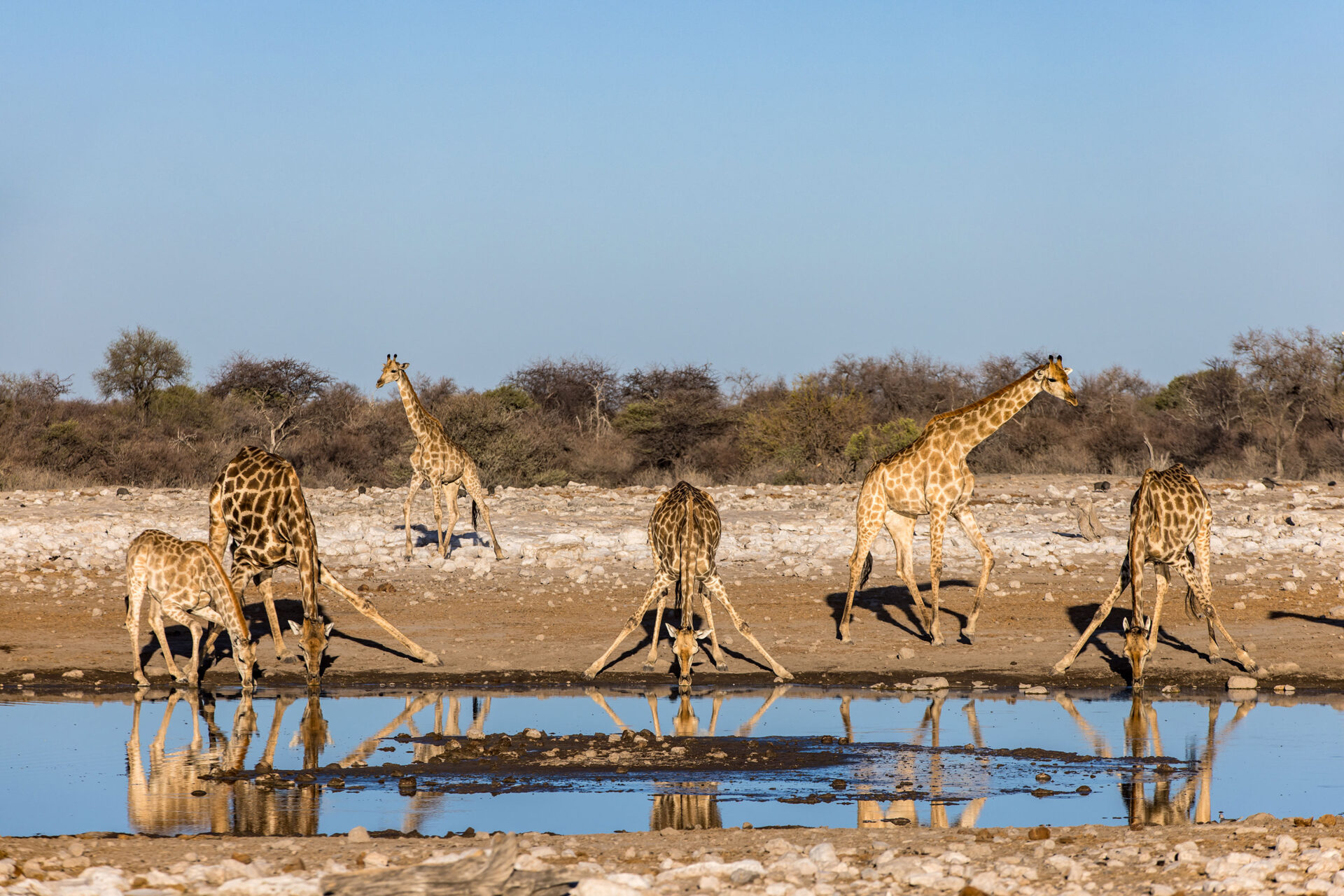 Giraffe family drinking water at the Namutoni waterhole in Etosha National Park, Namibia
