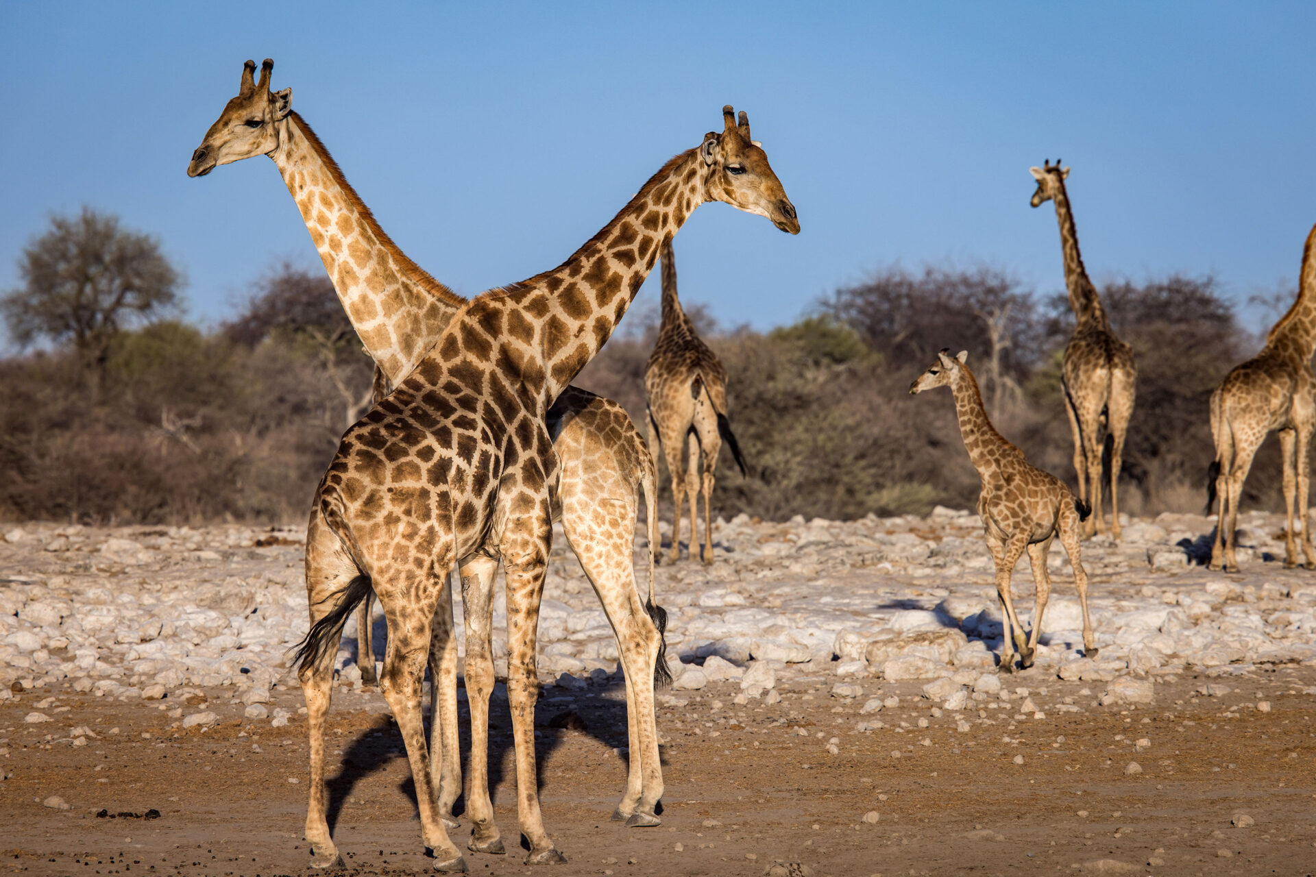 Giraffes at sunset in Etosha National Park, Namibia