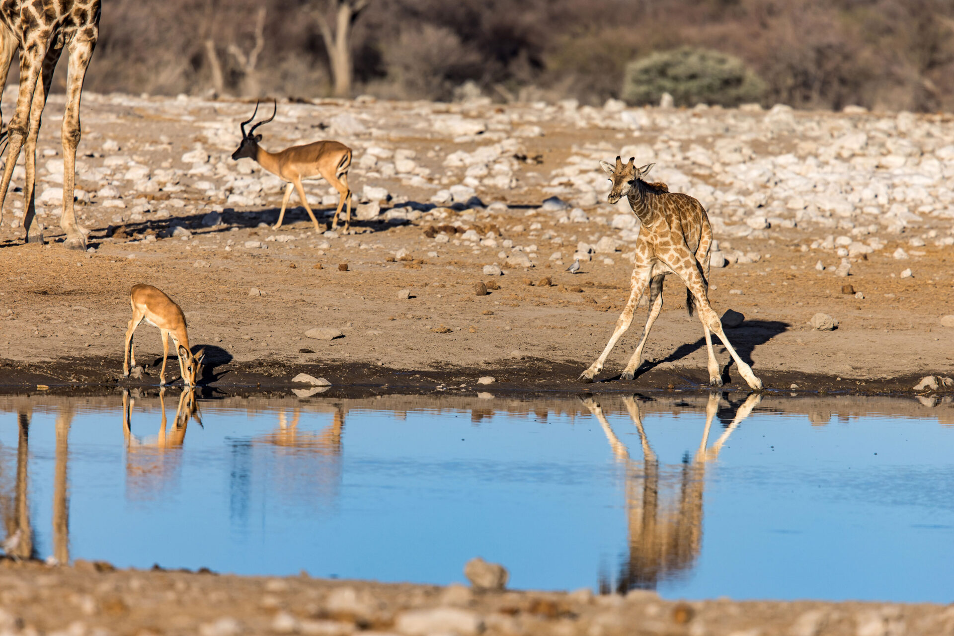 Giraffe drinking water at the Klein Namutoni waterhole in Etosha National Park, Namibia