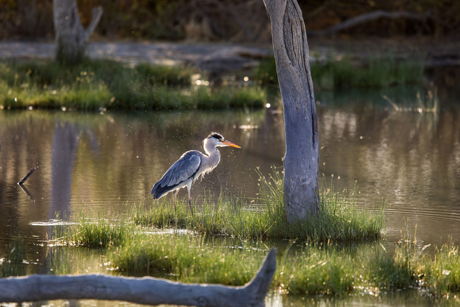 Grey heron in the water at Etosha National Park, Namibia