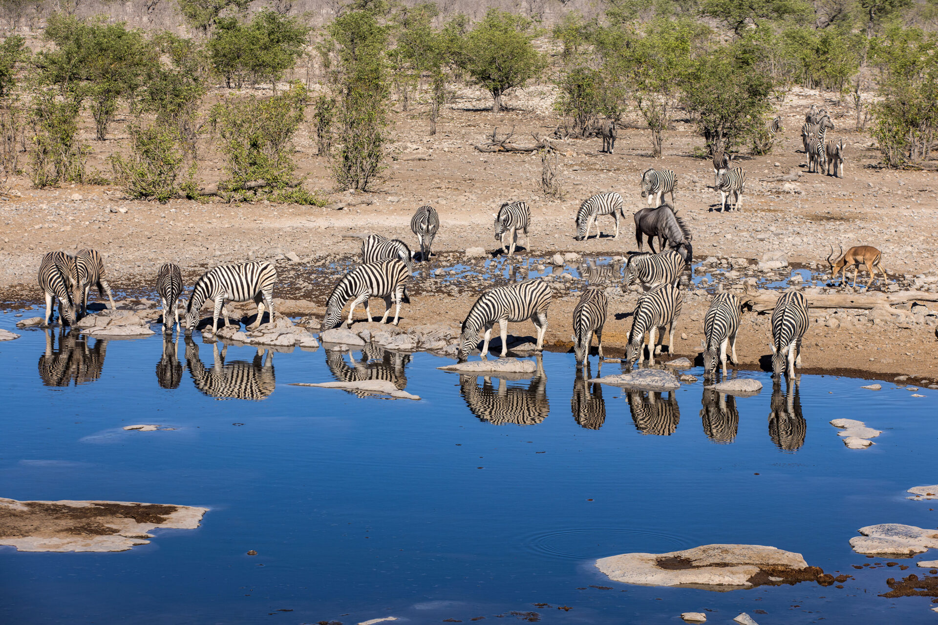 Wildlife at the Halali waterhole in Etosha National Park, Namibia