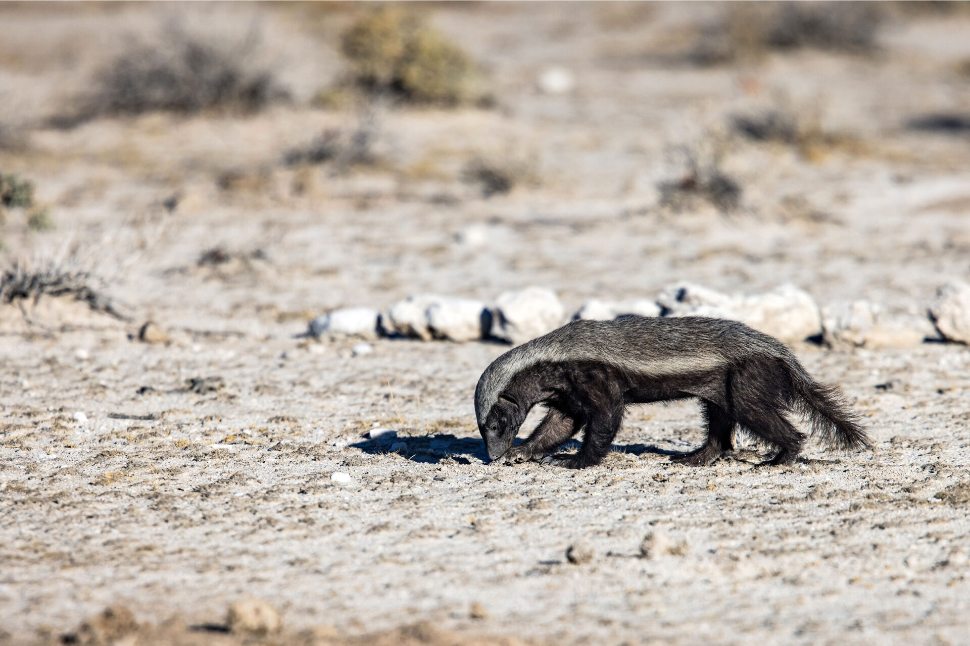 Honey badger in Etosha National Park, Namibia
