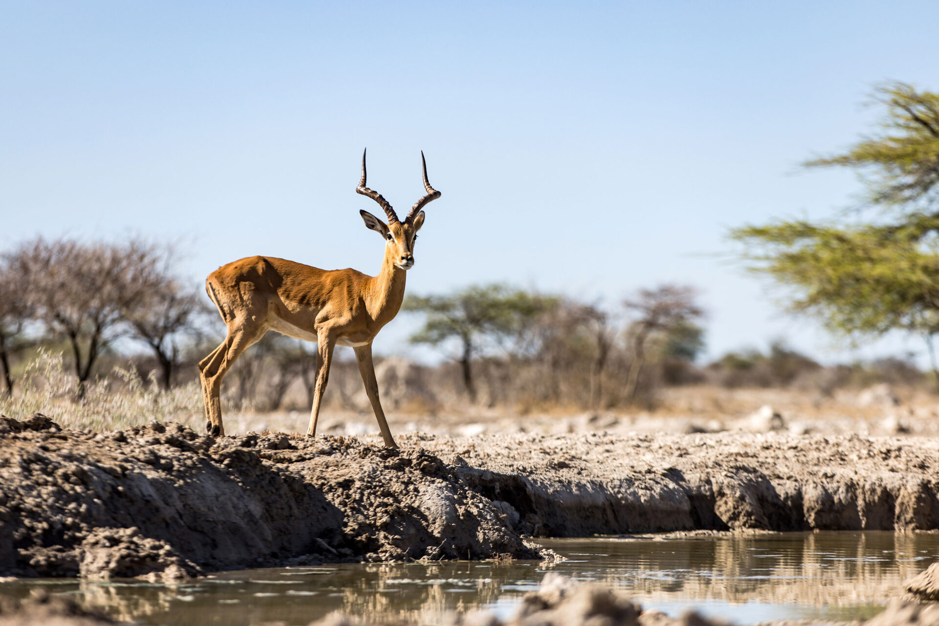 Impala near a waterhole at the Onkolo Hide in Onguma Private Reserve, Namibia
