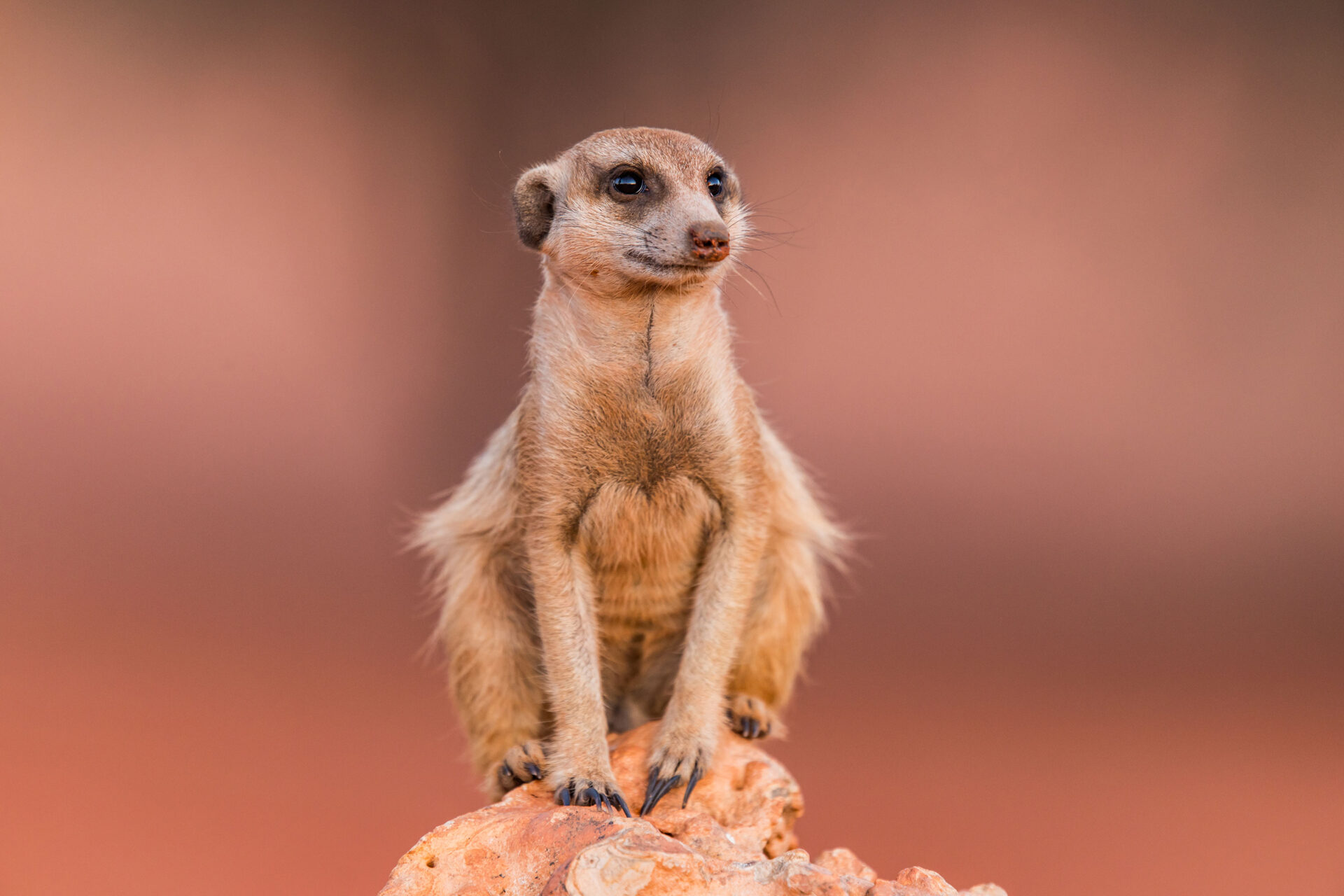 Close-up of a meerkat in the Kalahari Desert, Namibia