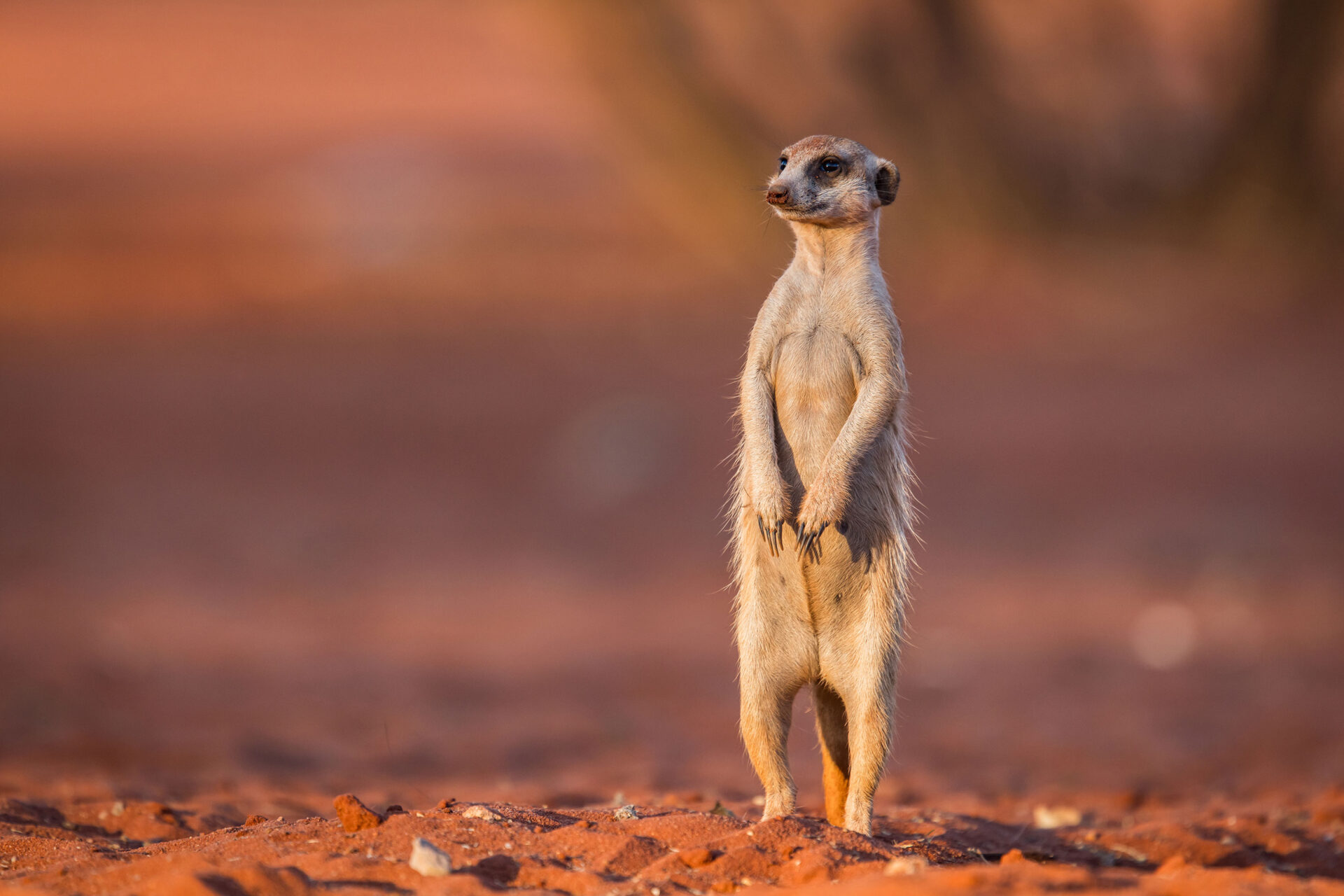 A meerkat on the lookout in the red sand of the Kalahari Desert, Namibia