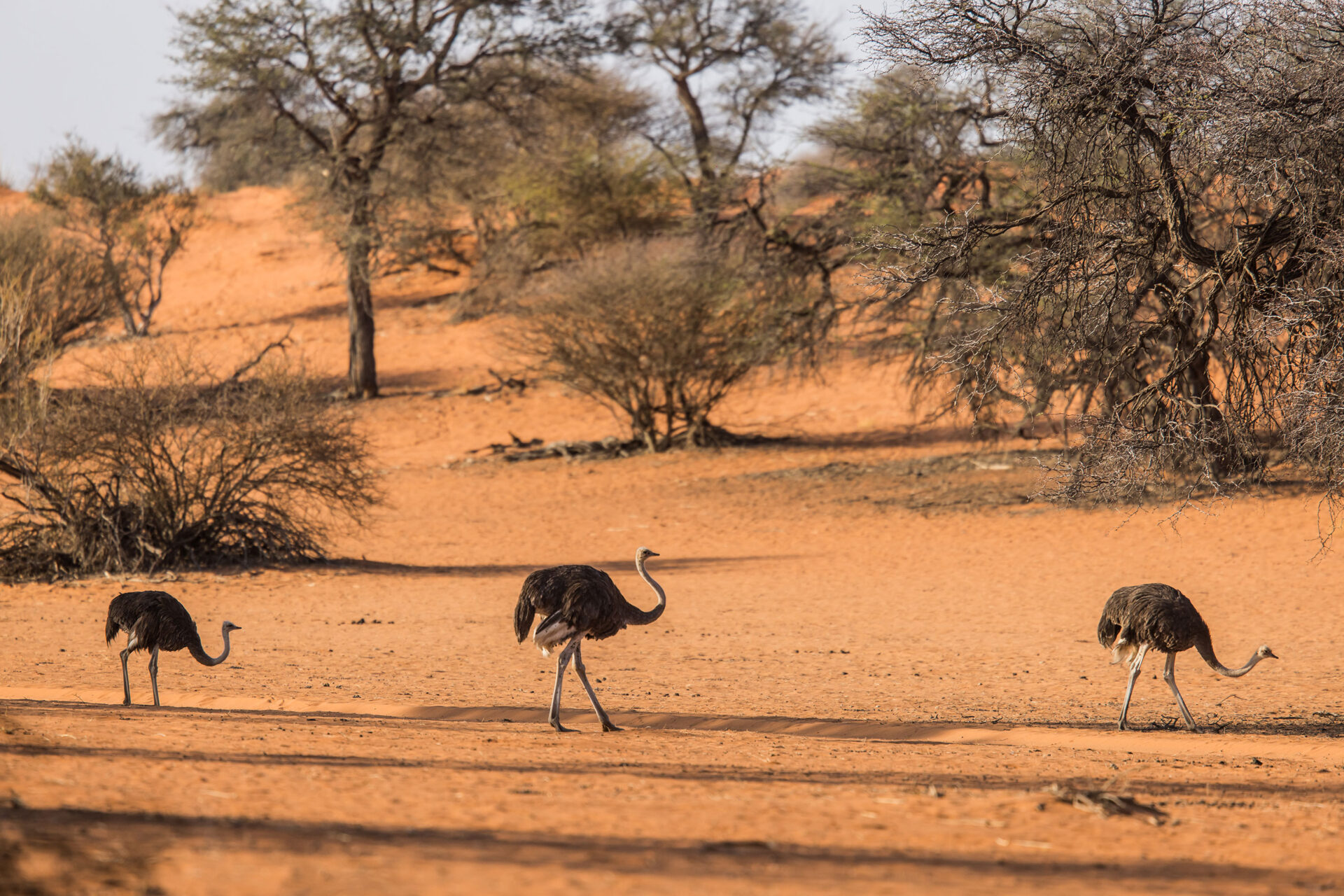 Ostriches in the red sand of the Kalahari Desert, Namibia