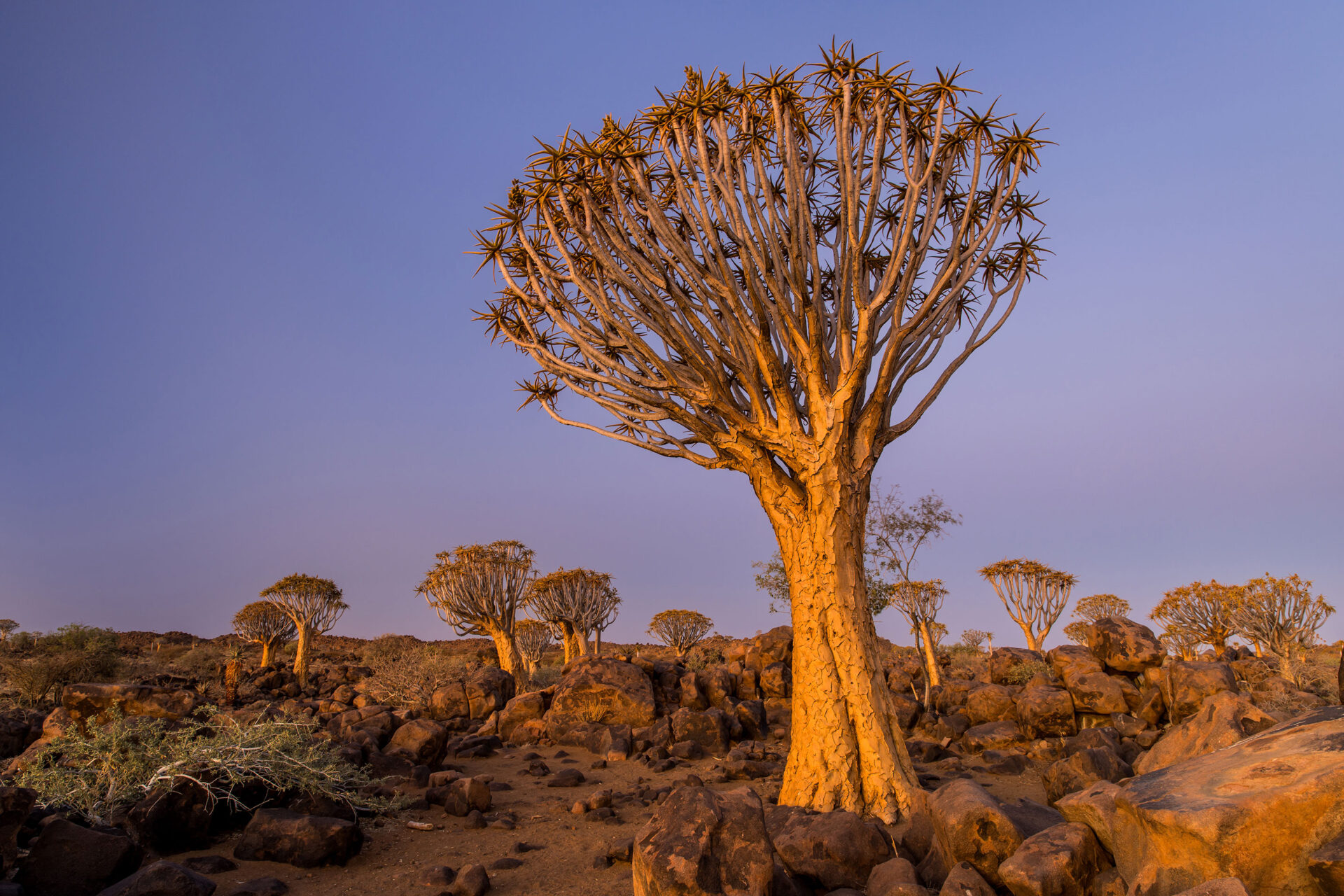 Quiver tree forest in the south of Namibia
