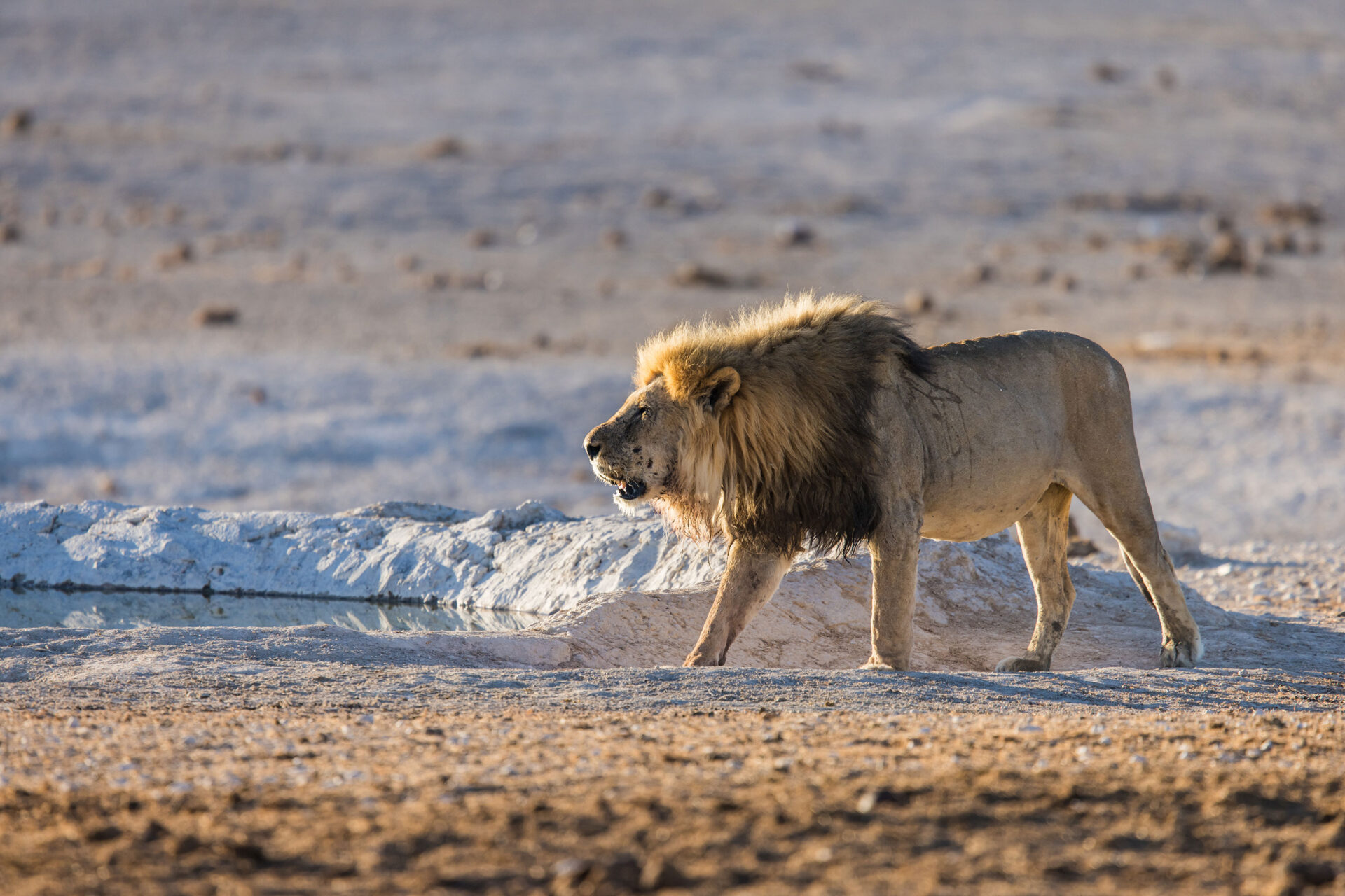 Male lion growling at a waterhole in Etosha National Park, Namibia
