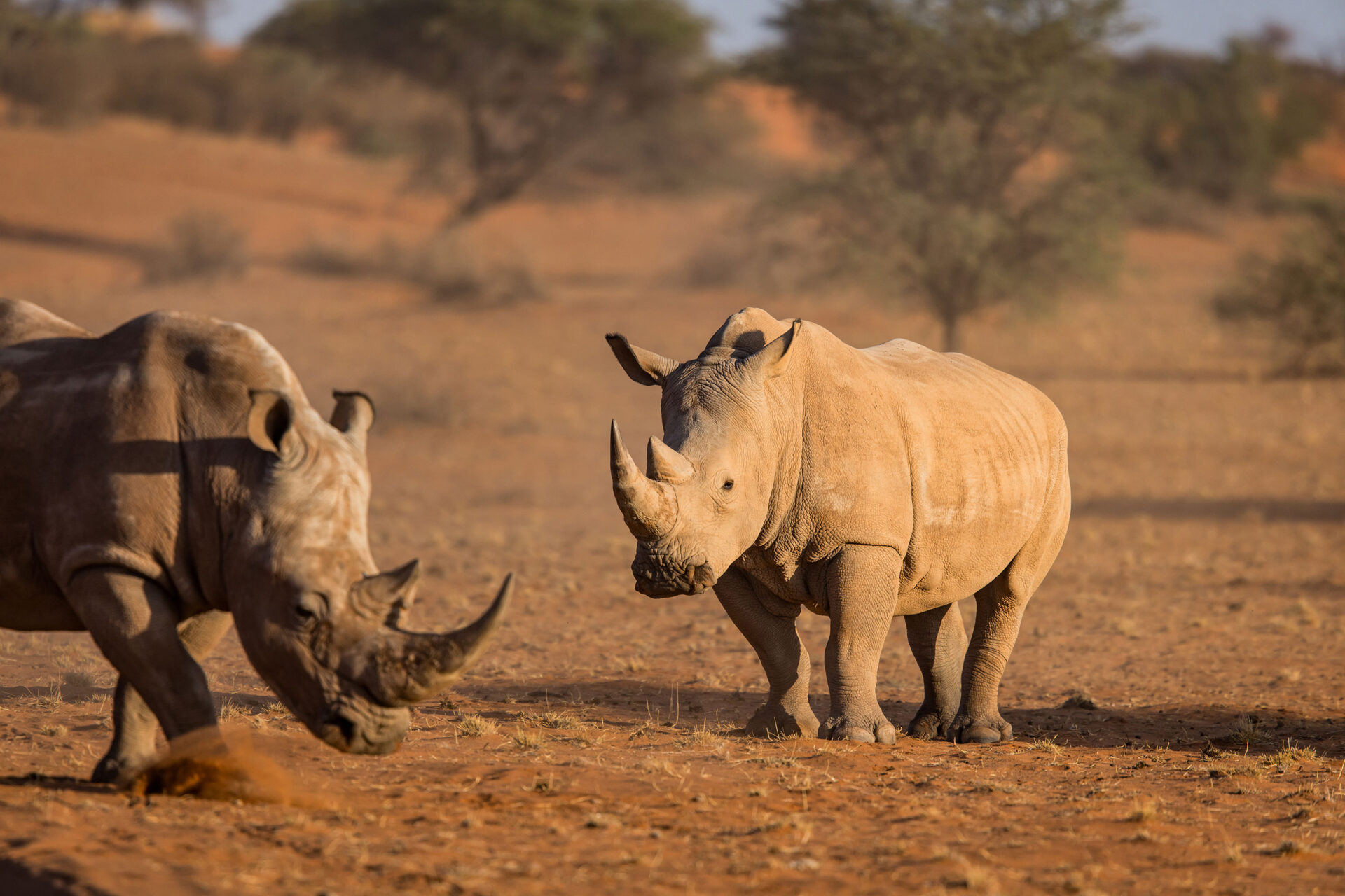 Two white rinos in the Kalahari Desert, Namibia at sunrise