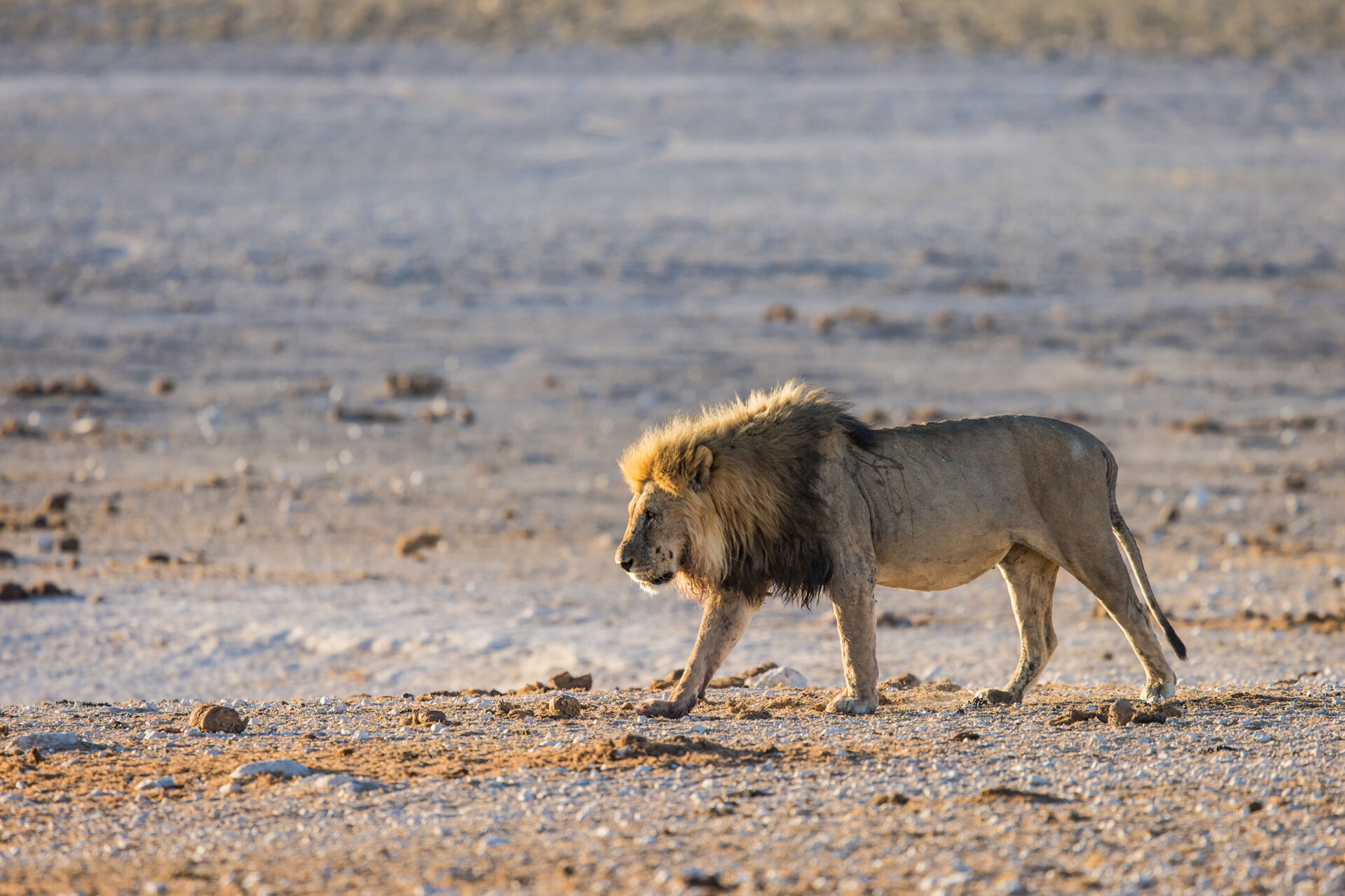 Male lion near a waterhole in Etosha National Park, Namibia