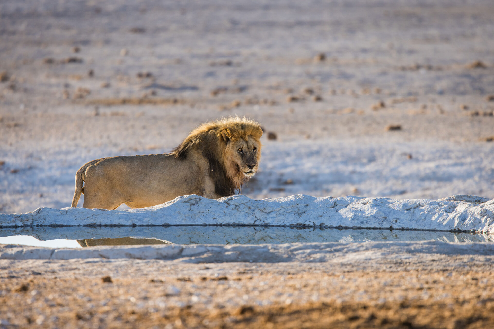 Lion at sunrise at a waterhole in Etosha National Park, Namibia