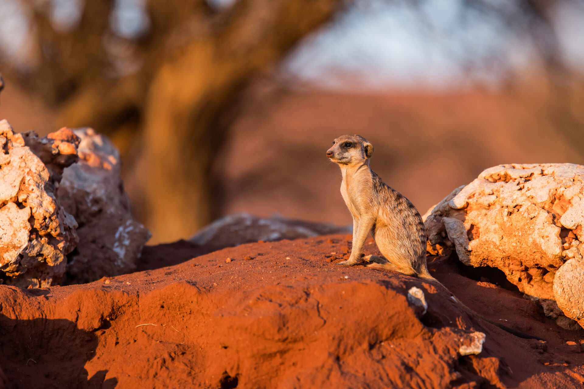 A meerkat on the rocks in the Kalahari Desert, Namibia