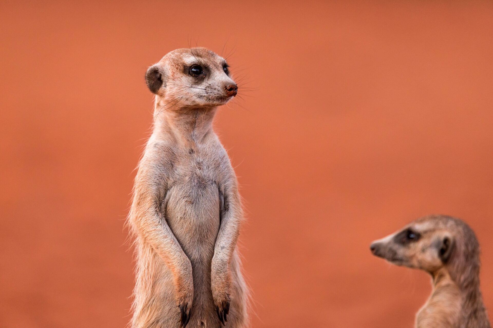 Meerkats in the Kalahari Desert, Namibia