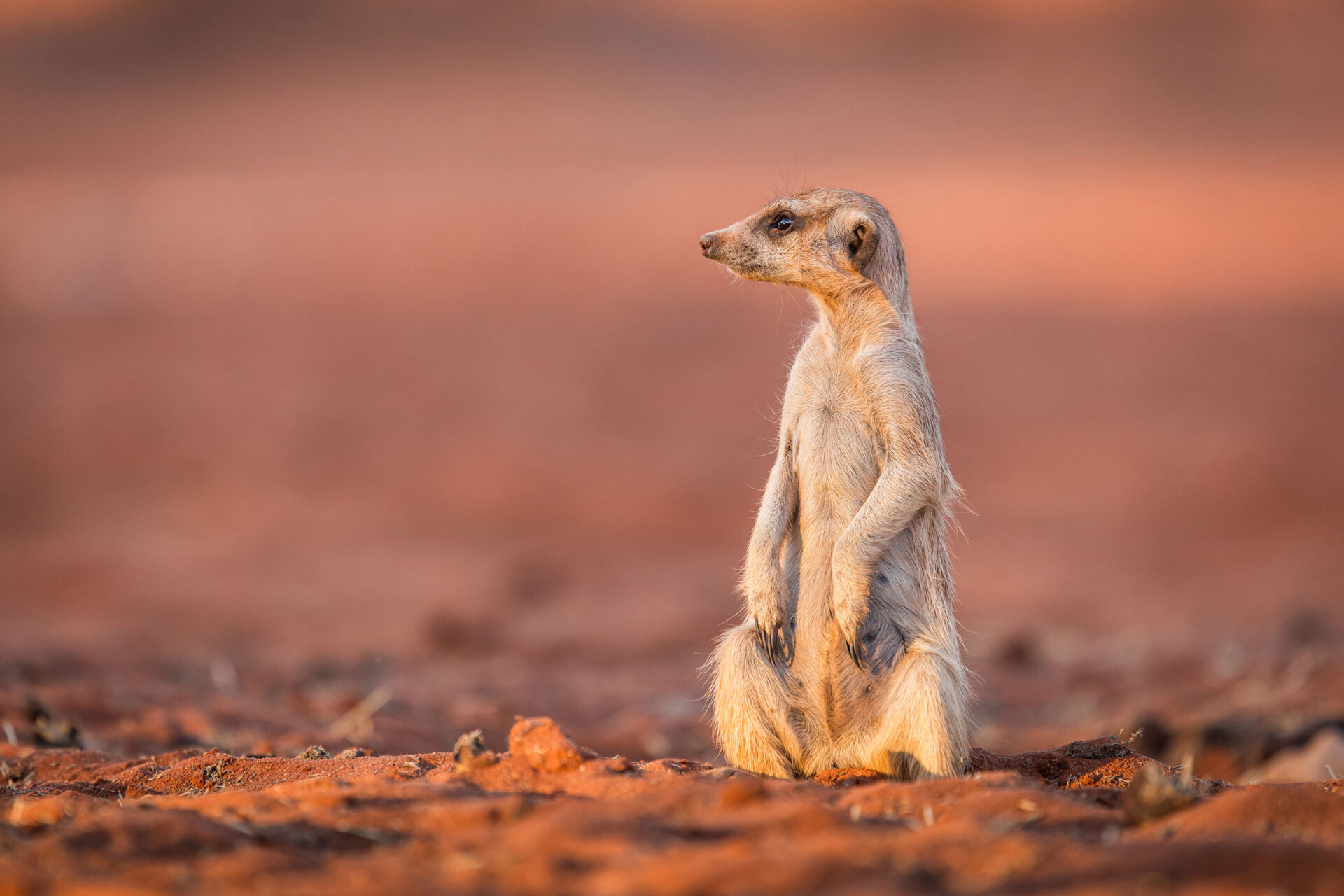 Meerkat on alert in the Kalahari Desert, Namibia
