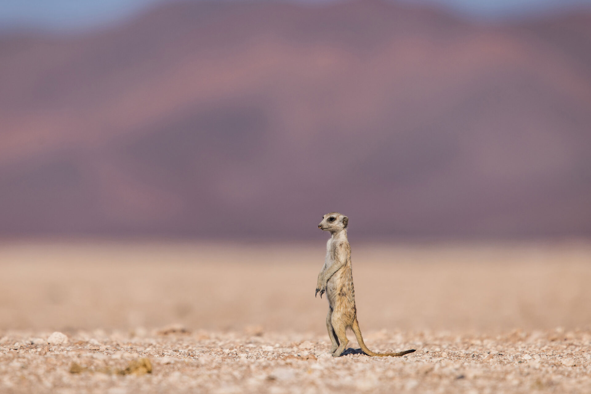 A meerkat in Namibia