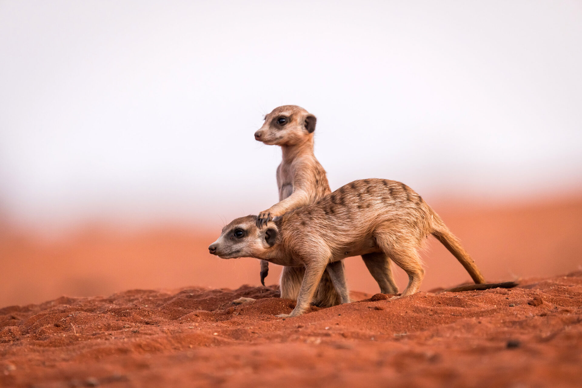 Two young meerkats in the red dirt of the Kalahari Desert, Namibia