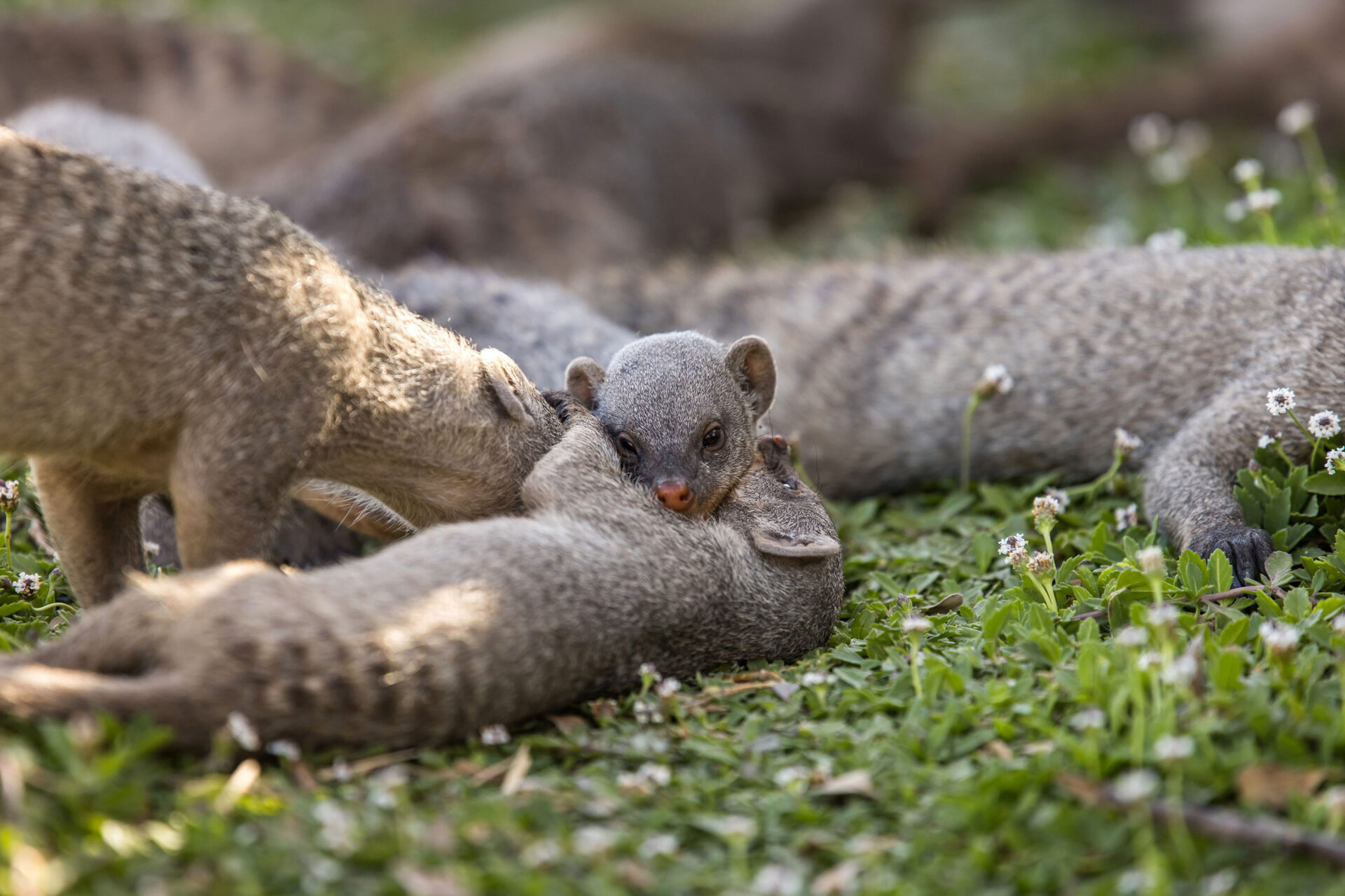 Mongoose playing in the grass at Etosha National Park, Namibia
