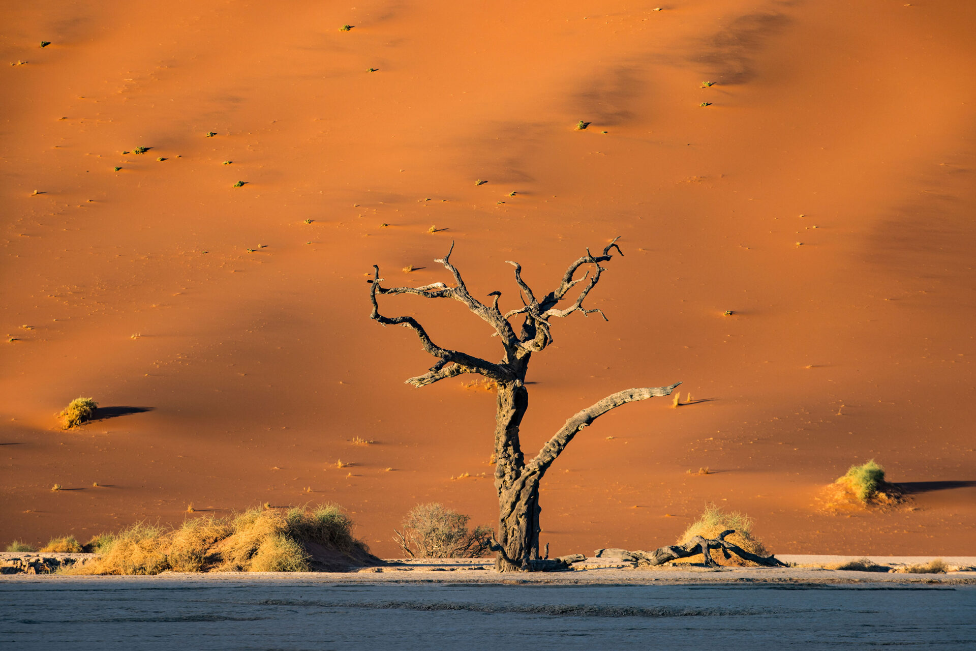 Orange sand dunes and petrified trees at Deadvlei, Namibia