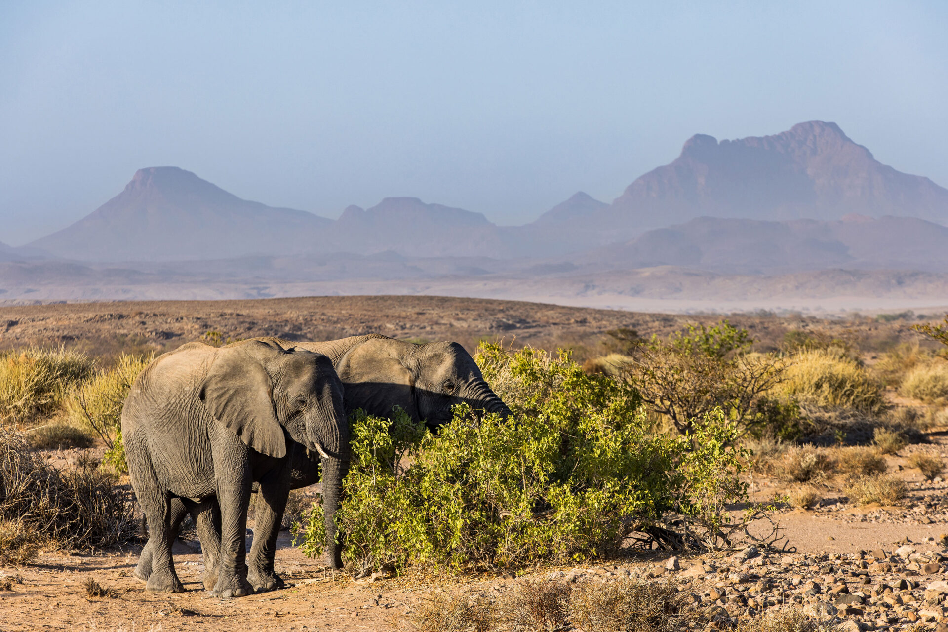 Desert elephants at Twyfelfontein, Namibia