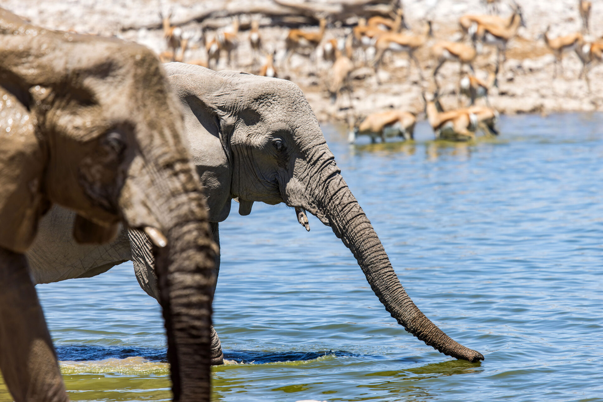 Elephants drinking water at the Okaukuejo waterhole in Etosha National Park, Namibia