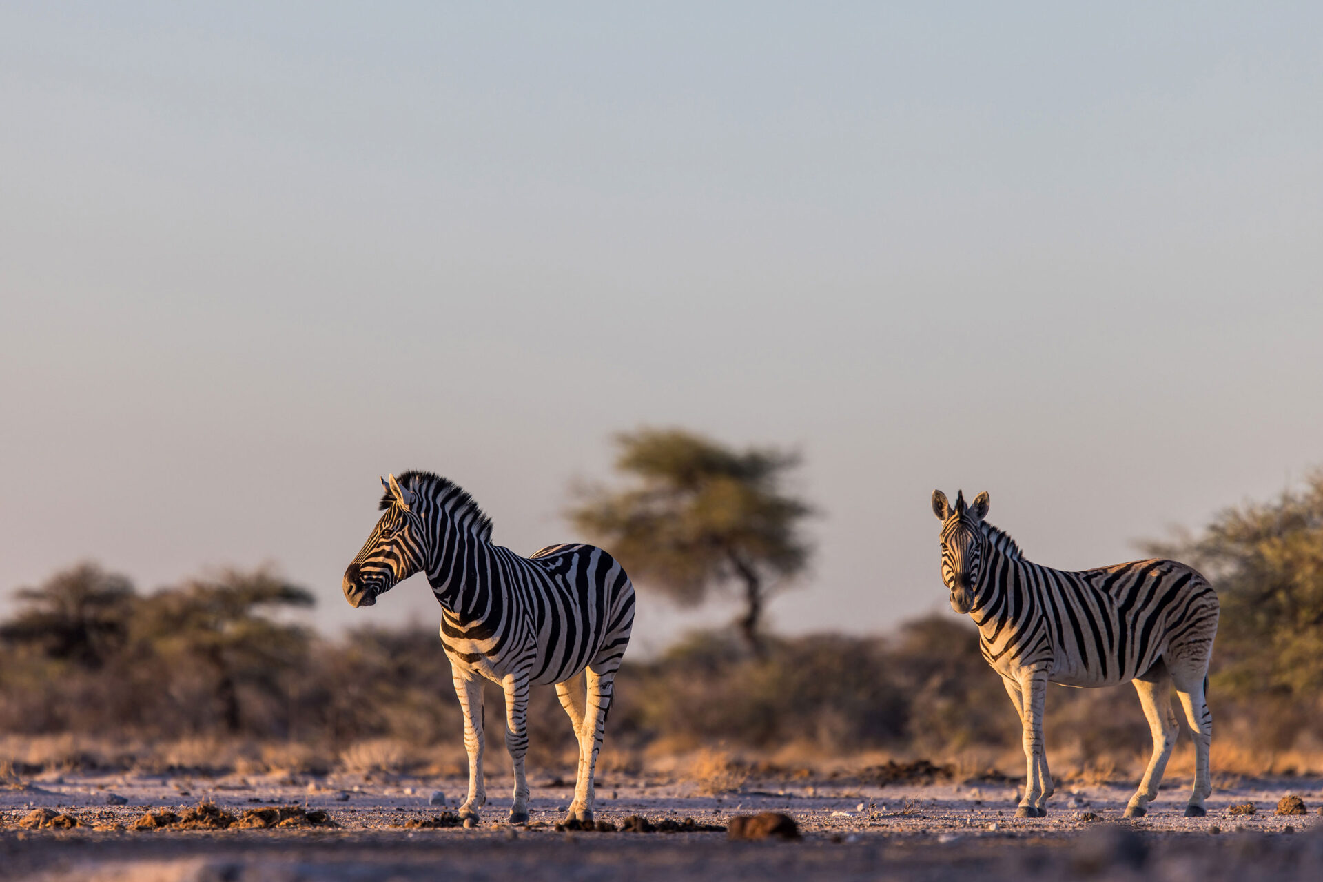 Zebras at sunrise at the Onkolo Hide in Onguma Private Reserve, Namibia