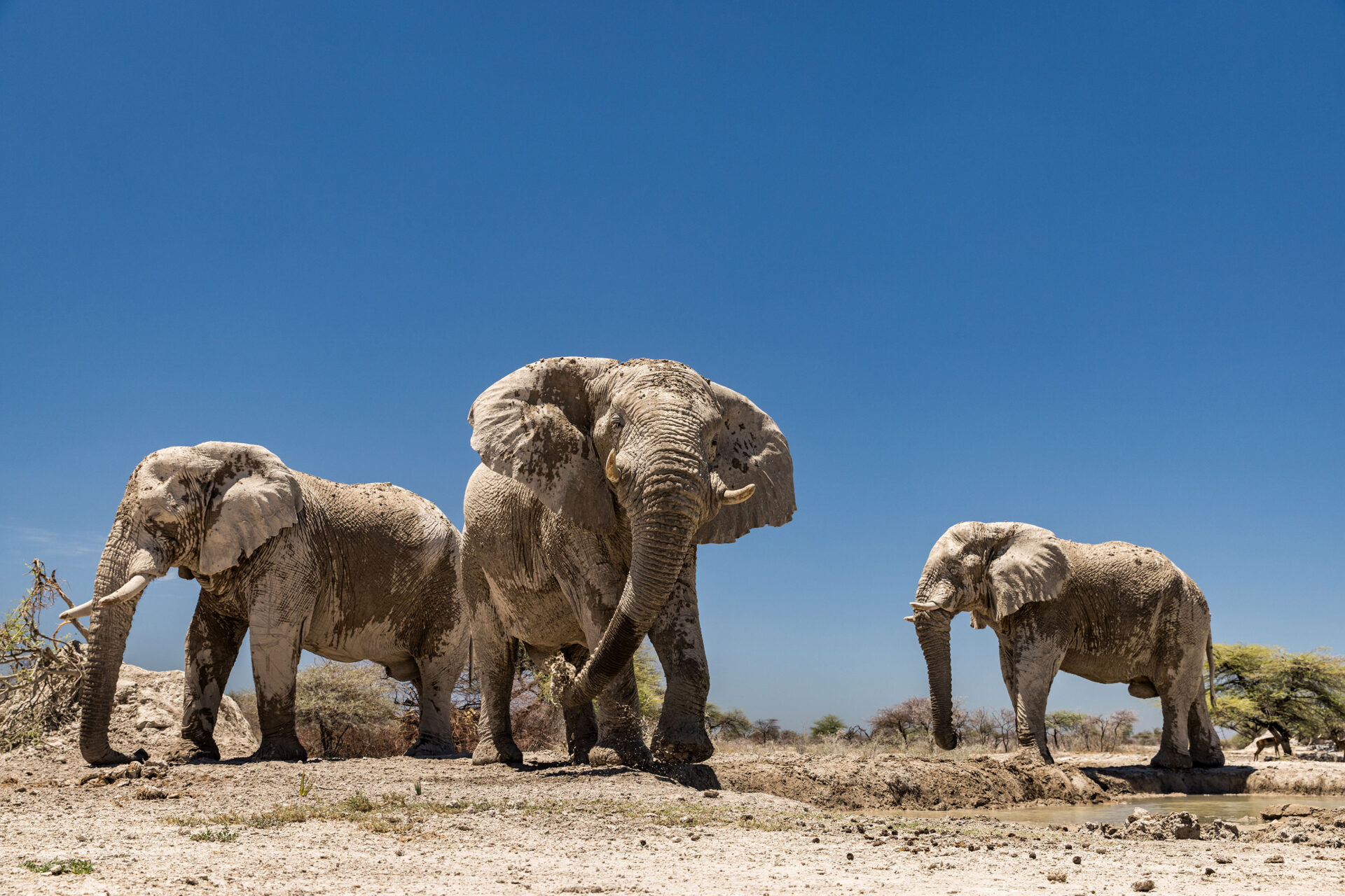 Bull elephants at the Onkolo Hide in Onguma Private Reserve, Namibia