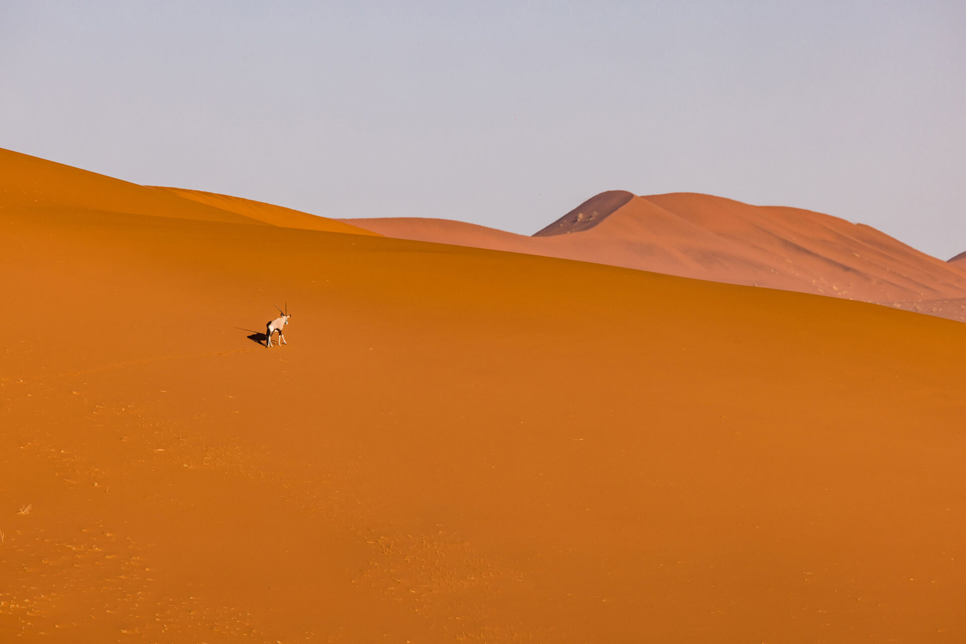 Oryx walking on the tall sand dunes of Sossusvlei, Namibia