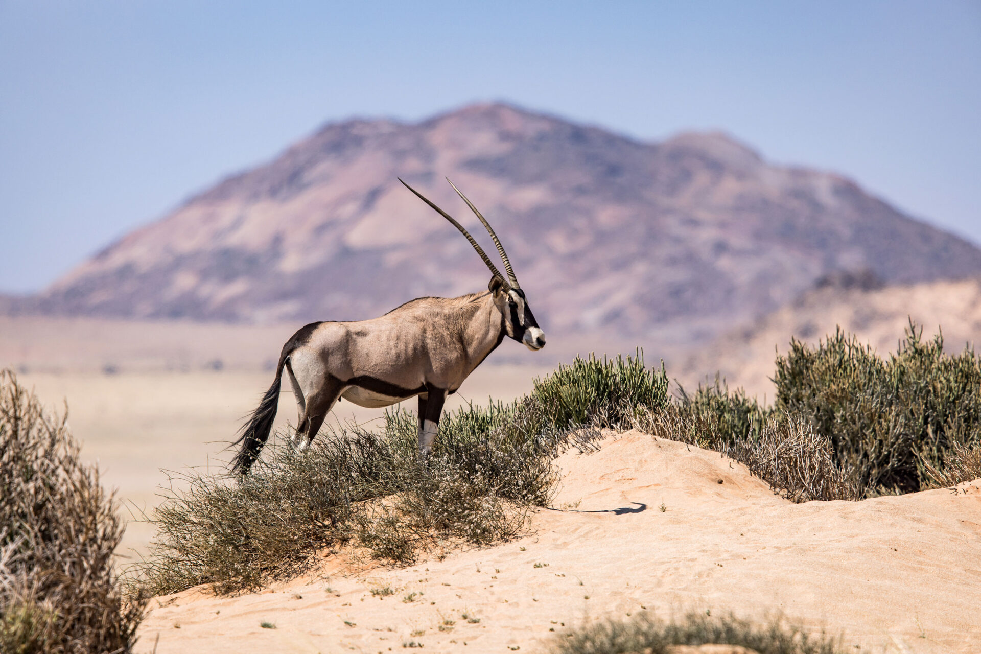 An oryx in the sand dunes of the Kalahari Desert, Namibia