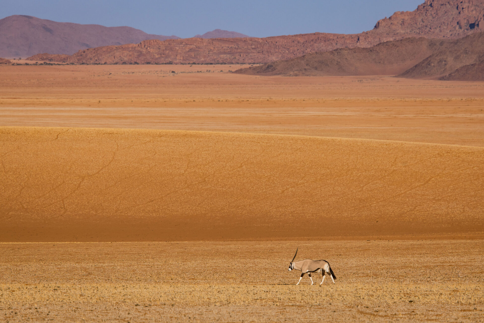Oryx walking through the Namib Desert of Namibia
