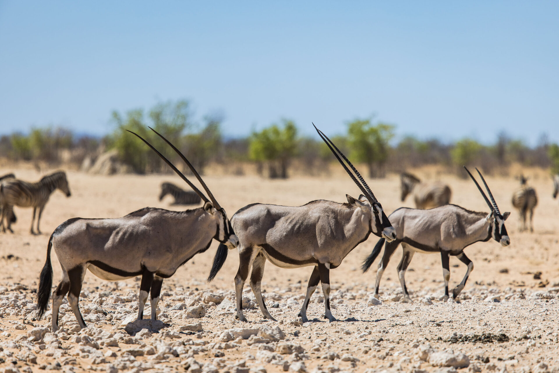 Oryxes in Etosha National Park, Namibia