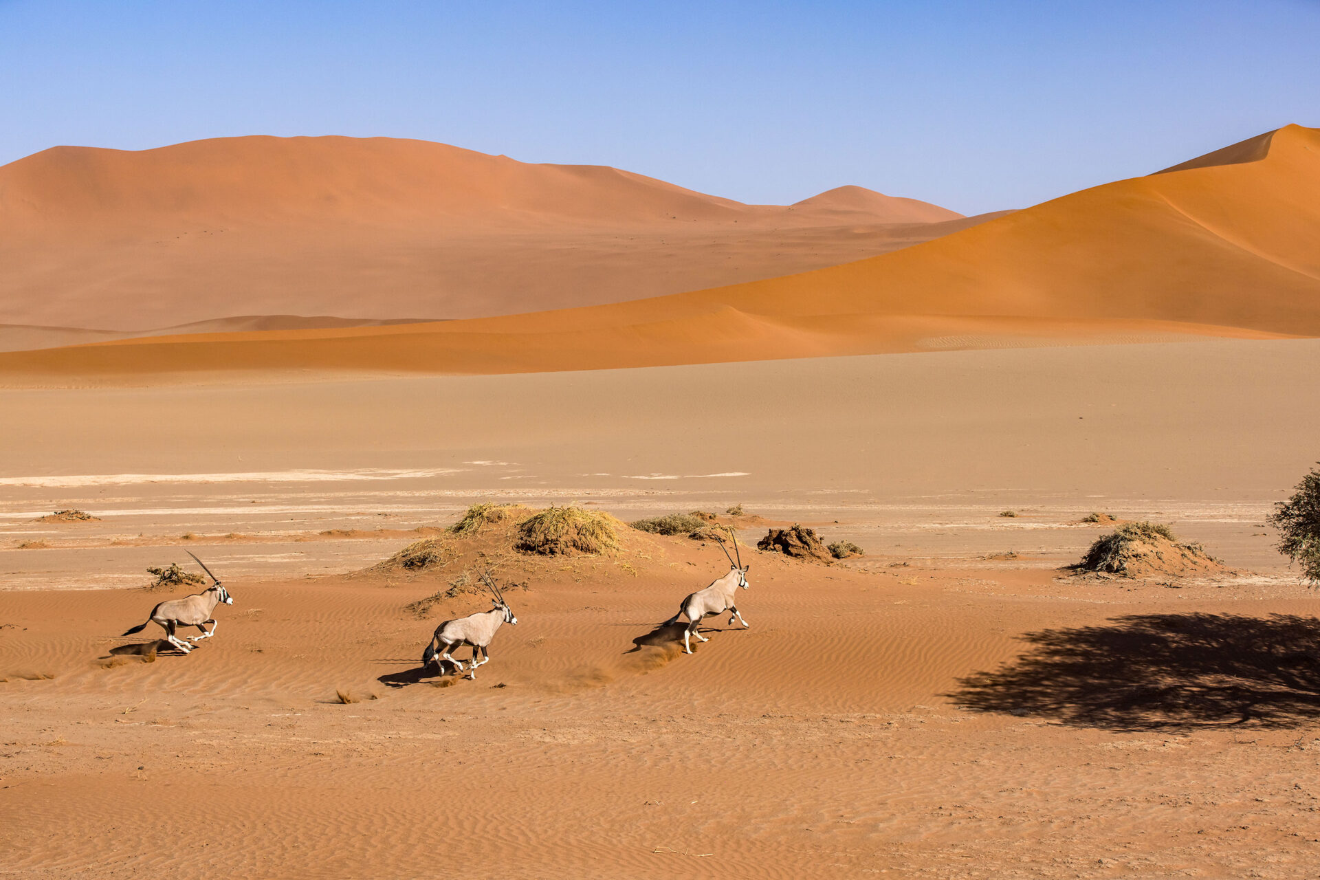 Oryxes on the run in the Sossusvlei, Namibia