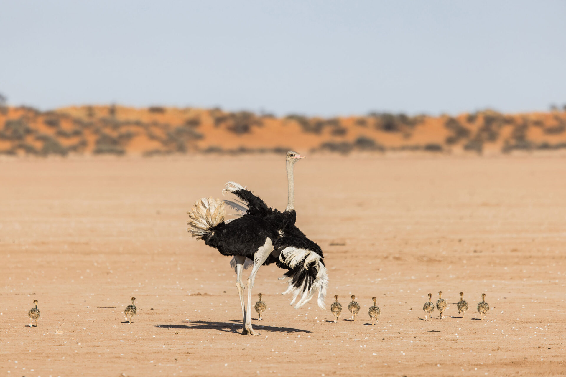 Ostrich with baby chicks in the Kalahari Desert, Namibia