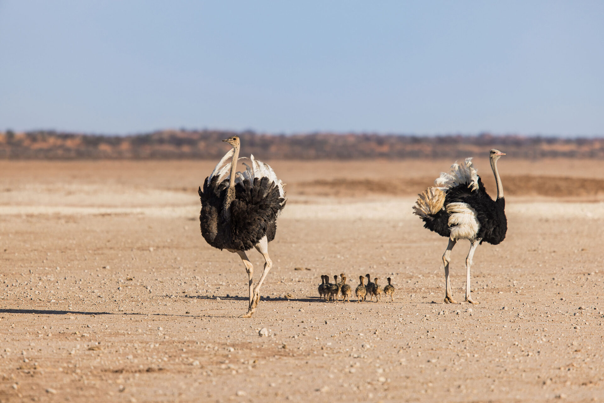 Ostriches protecting their babies in the Kalahari Desert, Namibia