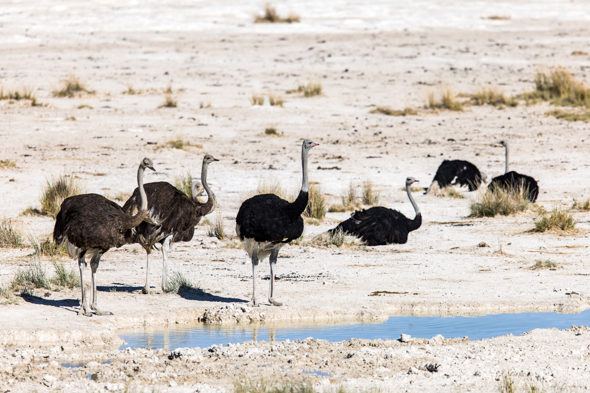A flock of ostriches at a waterhole in Etosha National Park, Namibia